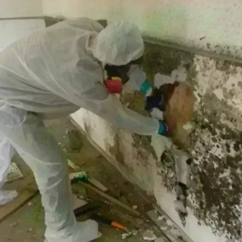 Mold Remediation and Removal in Charlestown, IN